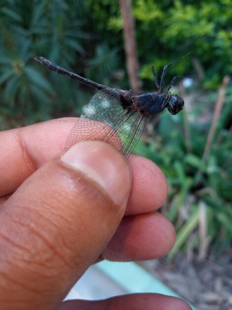 Close-up de borboleta segurando a mão