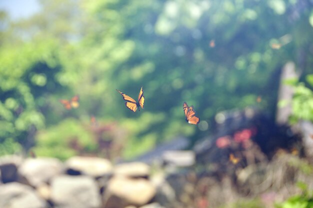 Foto close-up de borboleta voando