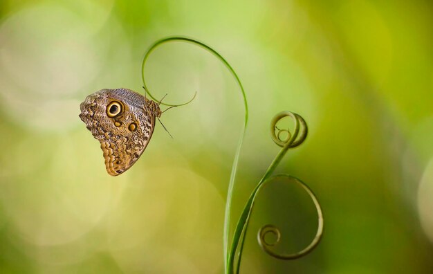 Foto close-up de borboleta