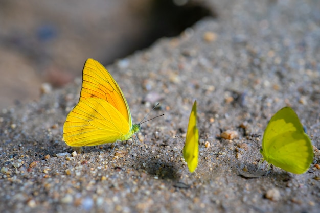 Close-up de borboletas amarelas