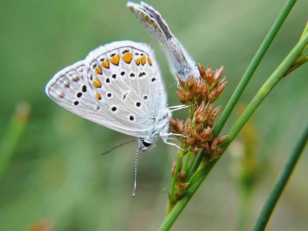 Close-up de borboletas em botões