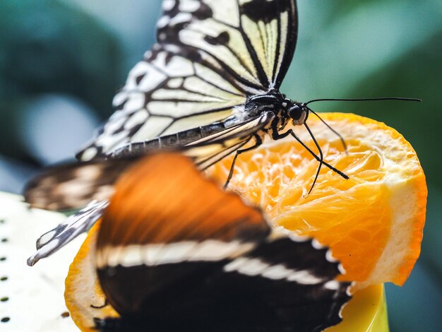 Foto close-up de borboletas em fatias de laranja