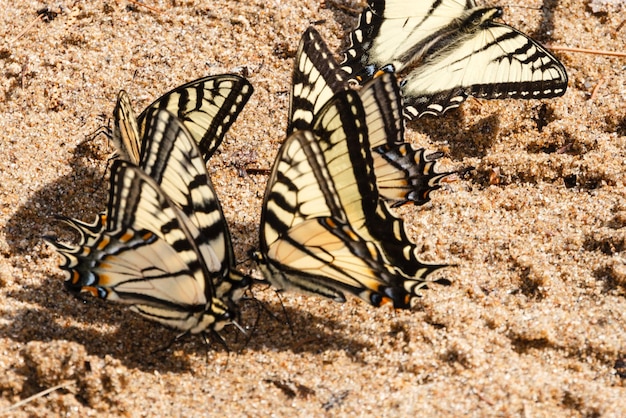 Close-up de borboletas em uma praia de areia