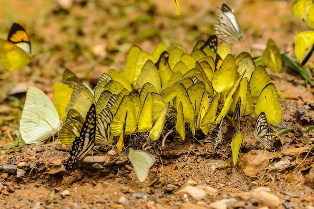 Close-up de borboletas no campo