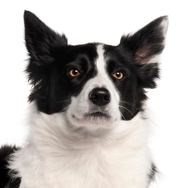 Close-up de Border Collie, 3 anos,