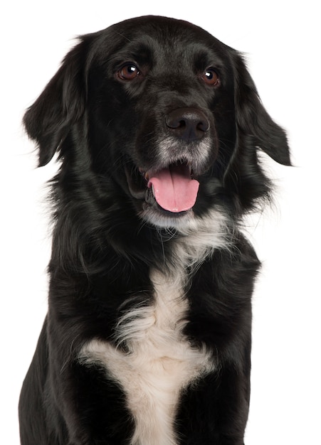 Close-up de Border Collie, 4 anos