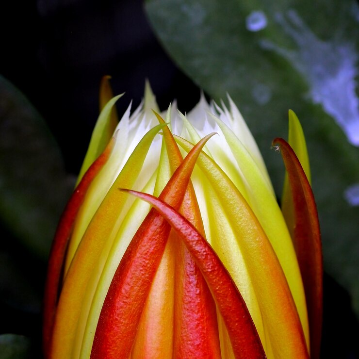 Foto close-up de botão de flor crescendo ao ar livre
