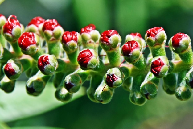Foto close-up de botões de flor de pincel de garrafa vermelha