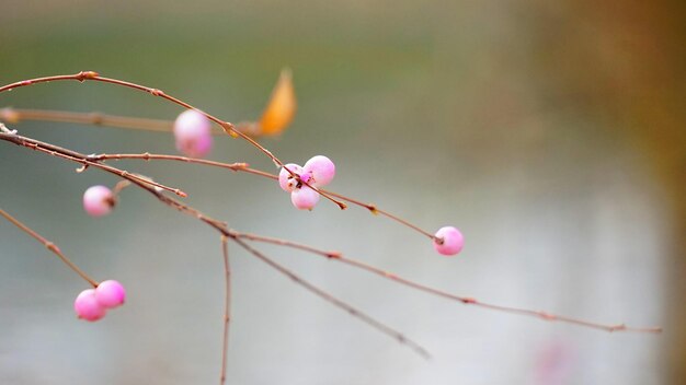 Close-up de botões de flores cor-de-rosa em galho