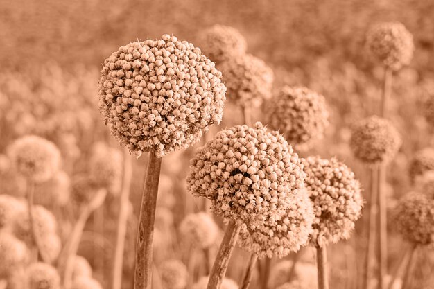 Foto close-up de botões de flores de cebola ornamental allium tonados na cor do ano 2024 peach fuzz