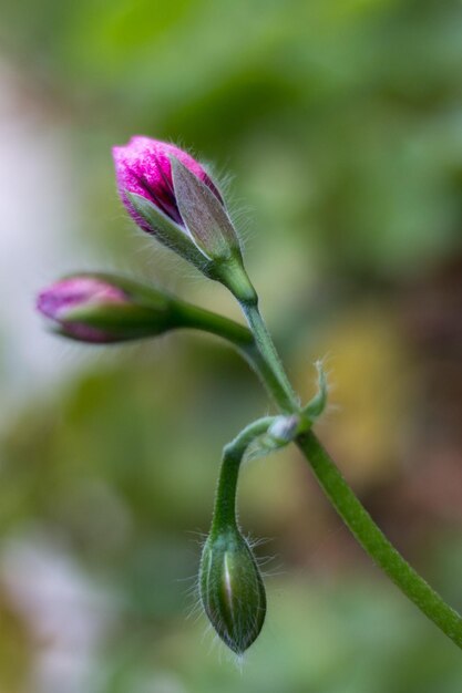 Foto close-up de botões de flores roxas
