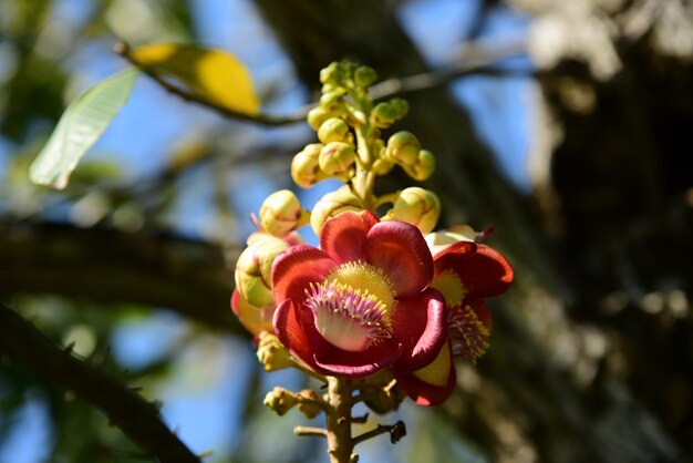 Foto close-up de botões de flores vermelhas frescas em árvores