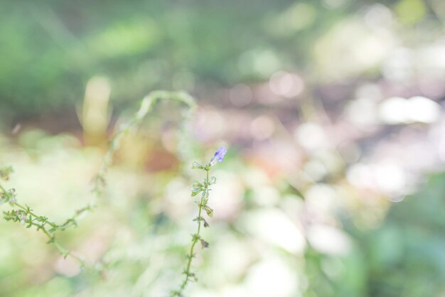 Foto close-up de botões de flores