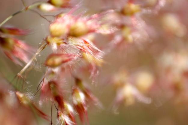 Close-up de botões de flores