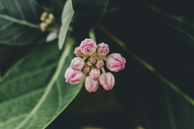 Foto close-up de botões na planta