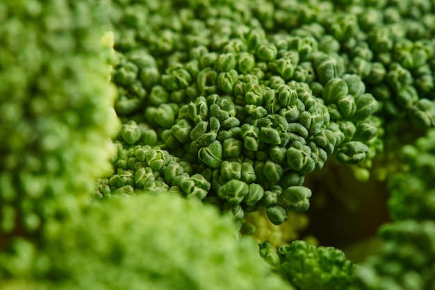 Close-up de brócolis cru fresco. O conceito de alimentação saudável, dieta, sulforafano, vegetais crucíferos