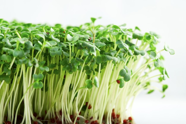 Close-up de brócolis microgreen. Conceito de jardinagem doméstica e cultivo de vegetação dentro de casa