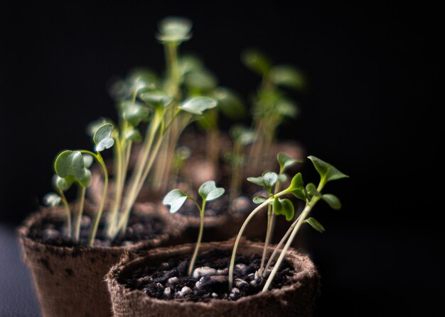 Foto close-up de brotos de legumes de jardim começando dentro de casa por uma janela