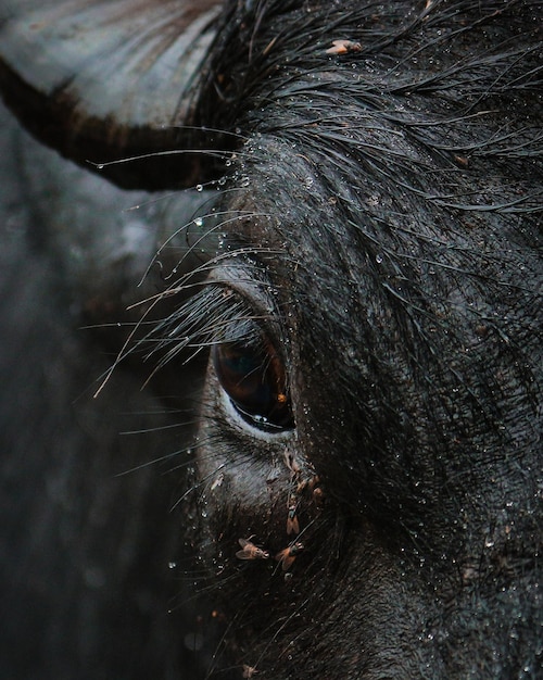 Close-up de búfalo