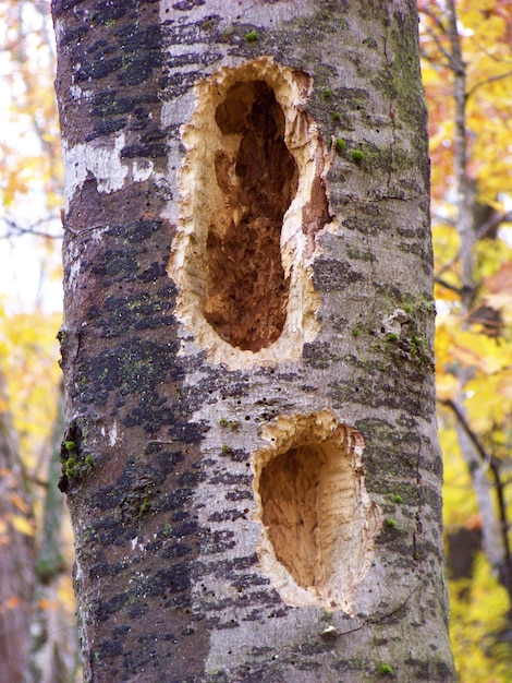 Foto close-up de buracos no tronco de árvore na floresta