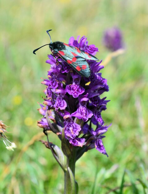 Close-up de burnet de seis pontos em flores roxas