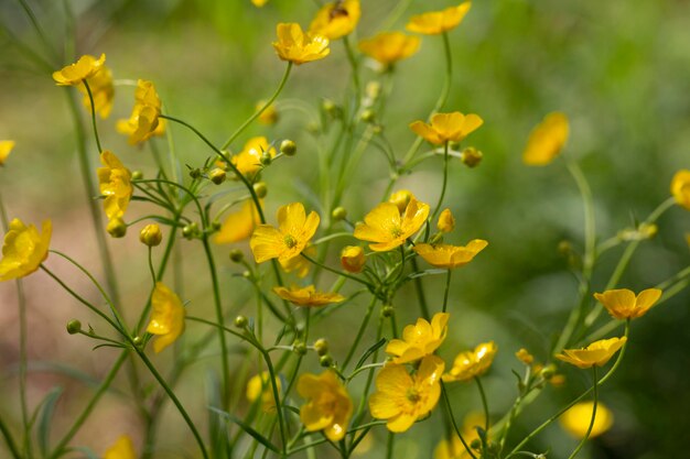 Close-up de buttercups no fundo verde desfocado