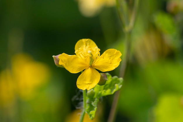 Close-up de buttercups no fundo verde desfocado