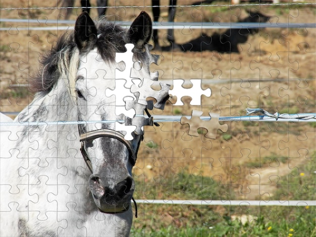 Foto close-up de cabeça de cavalo colorido especial ao ar livre quebra-cabeça personalizada