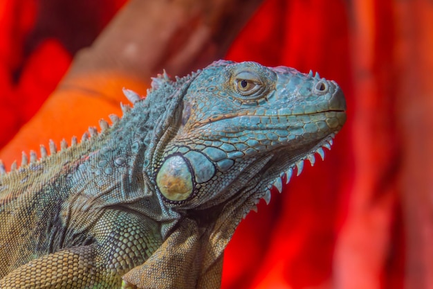 Close-up de cabeça de iguana vermelha com bela pele segurando a madeira