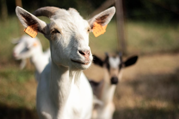 Close-up de cabras no campo