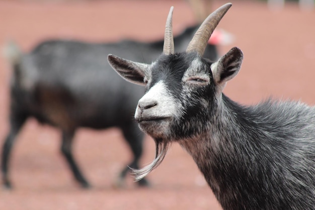 Close-up de cabras