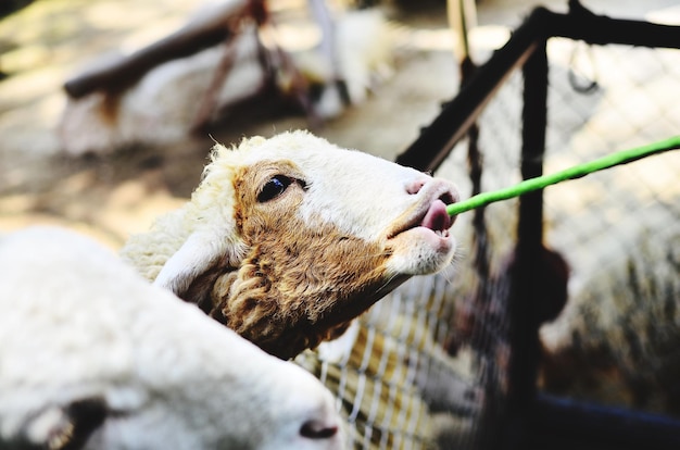 Close-up de cabras