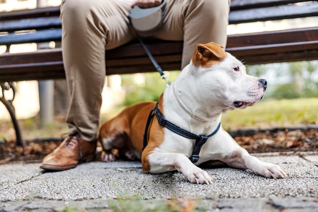 Close-up de cachorro cansado deitado no chão em um parque da cidade O homem está segurando-o na coleira apenas no caso