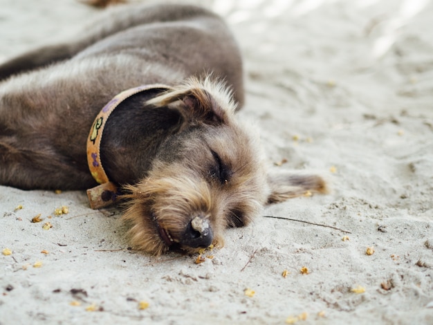 Foto close-up de cachorro dormindo na praia