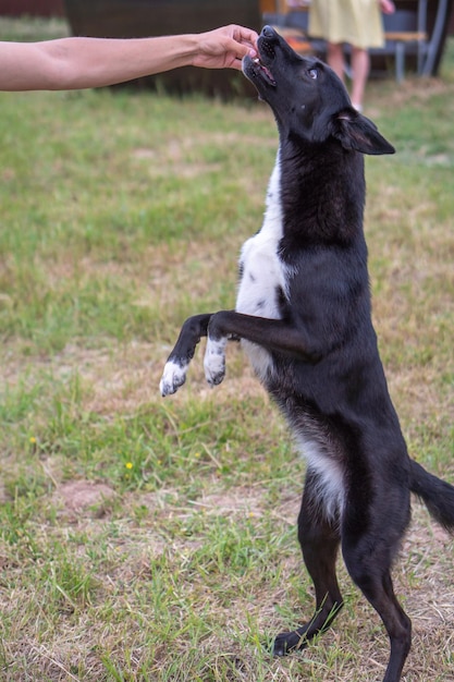 close-up de cachorro jovem preto na natureza, ao lado de um homem