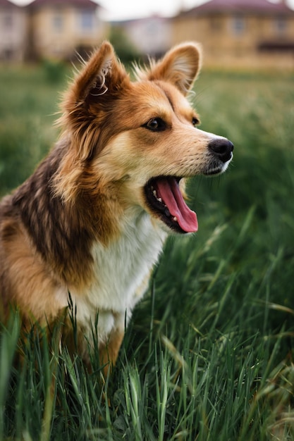 Close-up de cachorro olhando para longe no campo