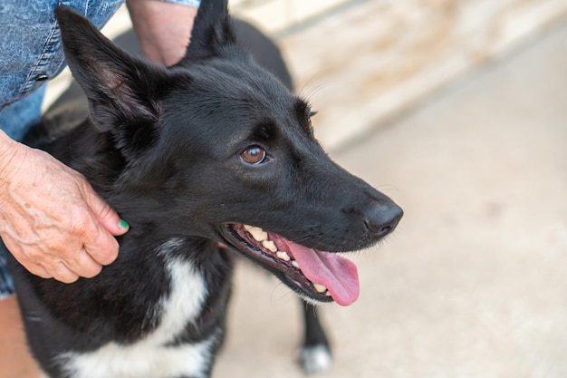 close-up de cachorro preto ao lado de um homem