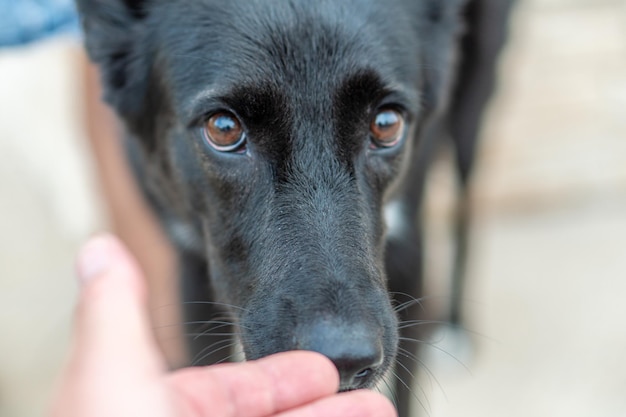 close-up de cachorro preto ao lado de um homem