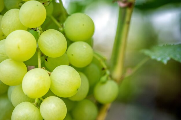 Close-up de cachos de uvas para vinho maduras na videira