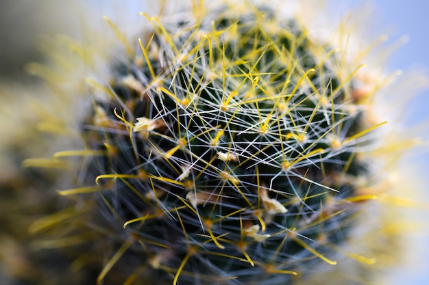 Close-up de cacto de flor planta macro