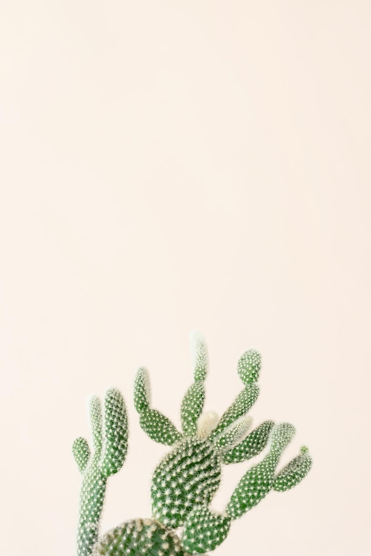 Foto close-up de cacto verde em fundo bege composição floral neutra mínima