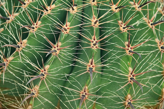 Close-up de cacto