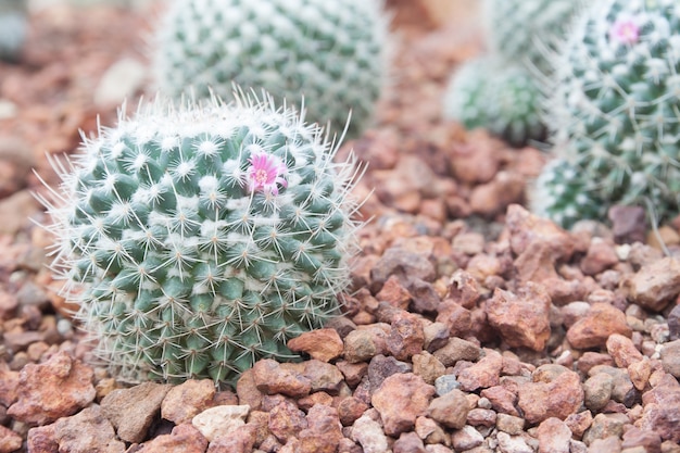 Close up de cactos no jardim