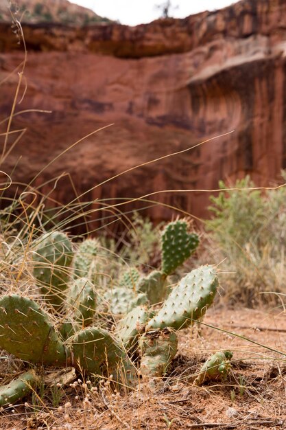 Foto close-up de cactus crescendo no campo