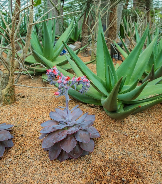 close-up de Cactus plantado em um jardim botânico.