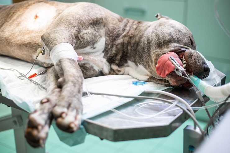 Foto close-up de cães dormindo em uma mesa