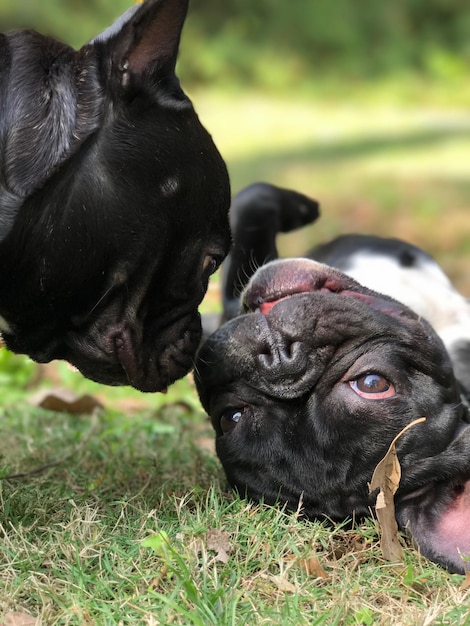 Foto close-up de cães