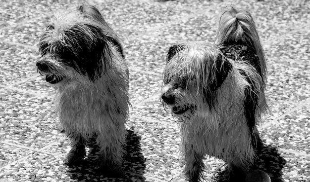 Foto close-up de cães