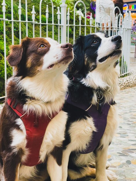 Foto close-up de cães