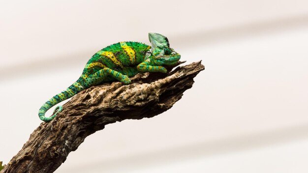 Foto close-up de camaleão em um galho de árvore